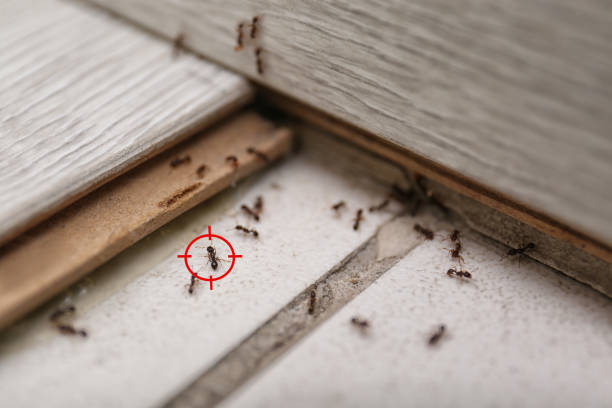Best Wildlife Control Services  in Lookout Mountain, AL