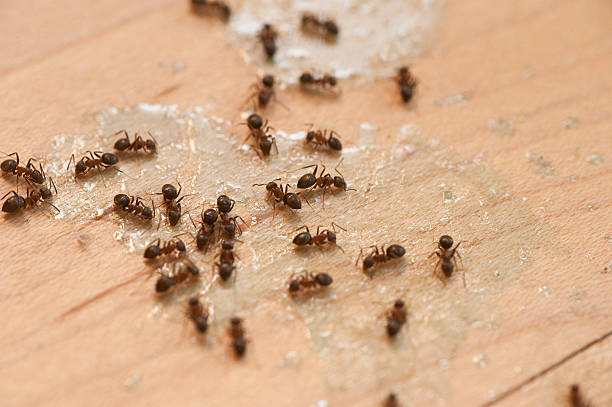 Best Wildlife Control Services  in Lookout Mountain, AL