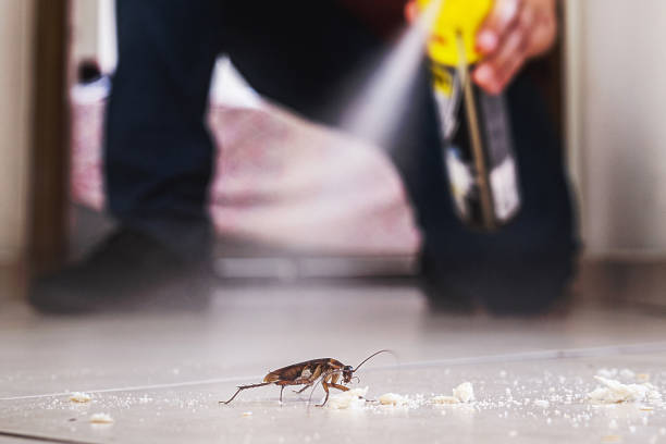 Best Wasp Removal Services  in Lookout Mountain, AL